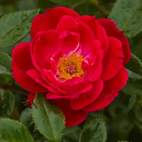 Little Buckaroo ® Floribunda Rózsa cserépben 3L