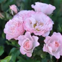 Pink Ruf ® Floribunda Rózsa cserépben 3L