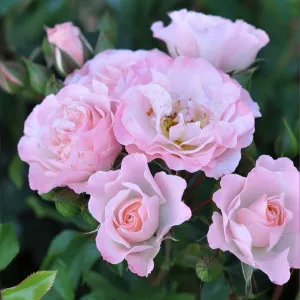 Pink Ruf ® Floribunda Rózsa cserépben 3L
