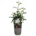 Helga ® Teahibrid rózsa cserépben 3L