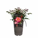 Freisinger Morgenröte ® Futó rózsa cserépben 3L
