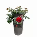 Schwarzer Schwan ® Teahibrid rózsa cserépben 3L