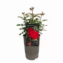 Raspberry Royale ® Törpe rózsa cserépben 3L