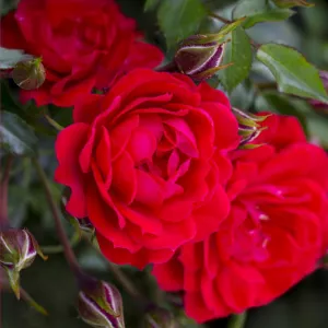 Raspberry Royale ® Törpe rózsa cserépben 3L