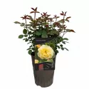 Golden Climber ® Futó rózsa cserépben 3L