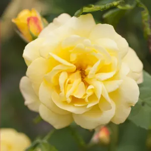 Golden Climber ® Futó rózsa cserépben 3L