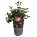 Nostalgie ® Teahibrid rózsa cserépben 3L