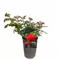 Dame de Coeur Teahibrid rózsa cserépben 3L