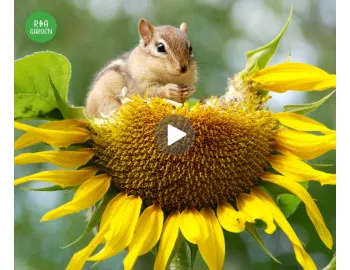 Virágmagjaink minden alkalomra tökéletesek