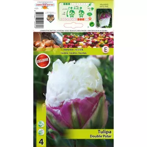 Teltvirágú bazsarózsa típusú tulipán Double Polar