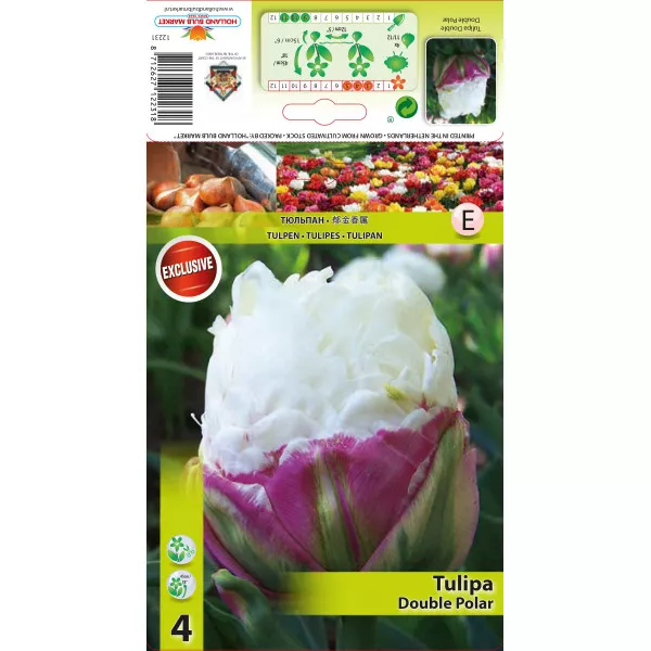 Teltvirágú bazsarózsa típusú tulipán Double Polar