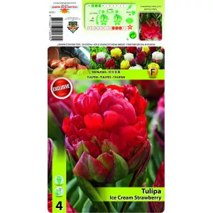 Teltvirágú bazsarózsa típusú tulipán Ice Cream Strawberry