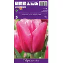 Triumph tulipán Jumbo Pink