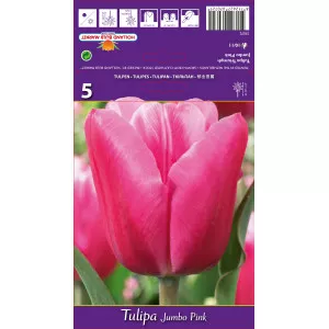 Triumph tulipán Jumbo Pink