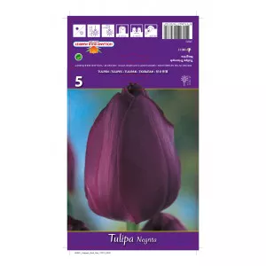Triumph tulipán Negrita