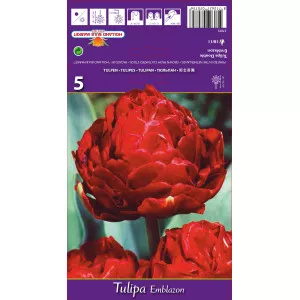 Teltvirágú tulipán Emblazon