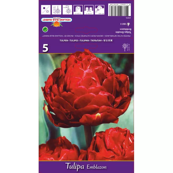 Teltvirágú tulipán Emblazon