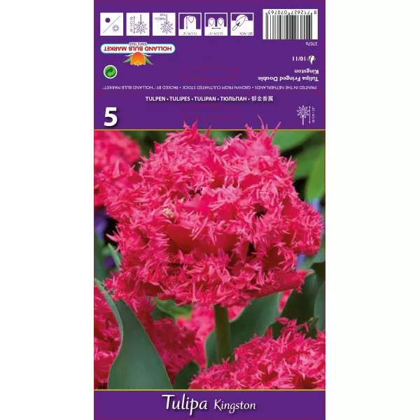 Rojtos tulipán Kingston