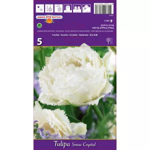 Rojtos tulipán Snow Crystal