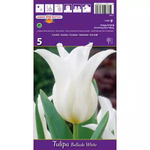 Liliomvirágú tulipán Ballade White