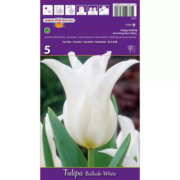 Liliomvirágú tulipán Ballade White