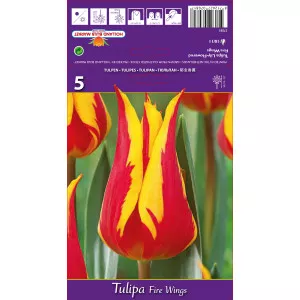 Liliomvirágú tulipán Fire Wings