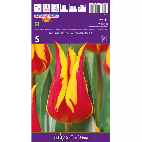 Liliomvirágú tulipán Fire Wings
