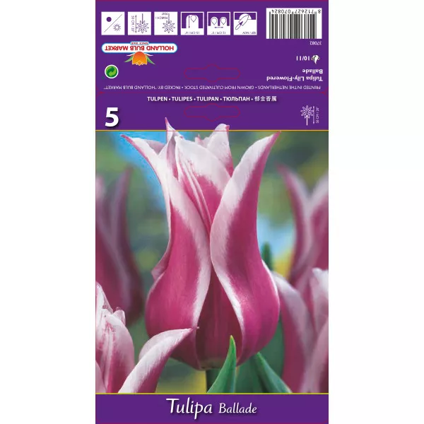 Liliomvirágú tulipán Ballade