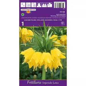 Császárliliom (Fritillaria) Lutea