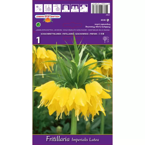 Császárliliom (Fritillaria) Lutea