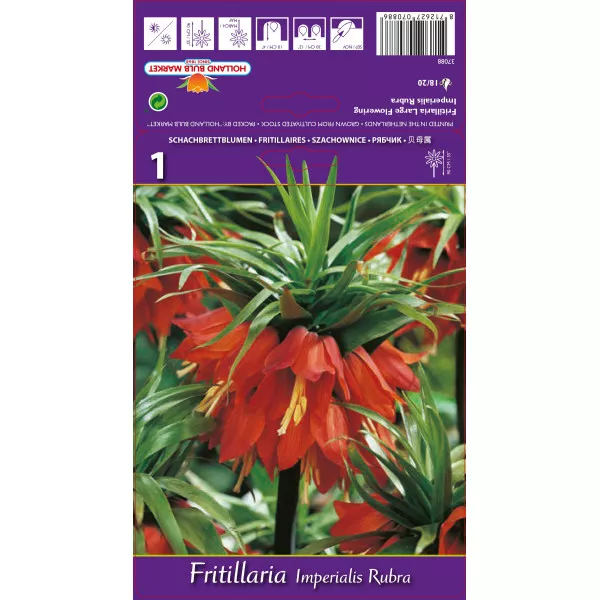 Császárliliom (Fritillaria) Rubra