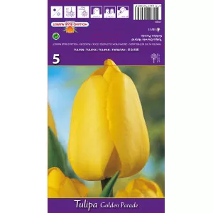 Darwin tulipán Golden Parade