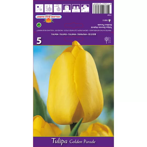 Darwin tulipán Golden Parade