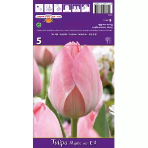 Darwin tulipán Mystic van Eijk
