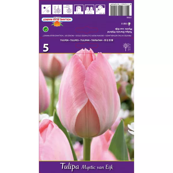 Darwin tulipán Mystic van Eijk
