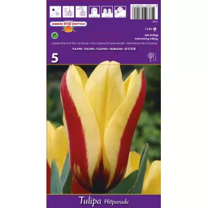Fosteriana tulipán Hitparade