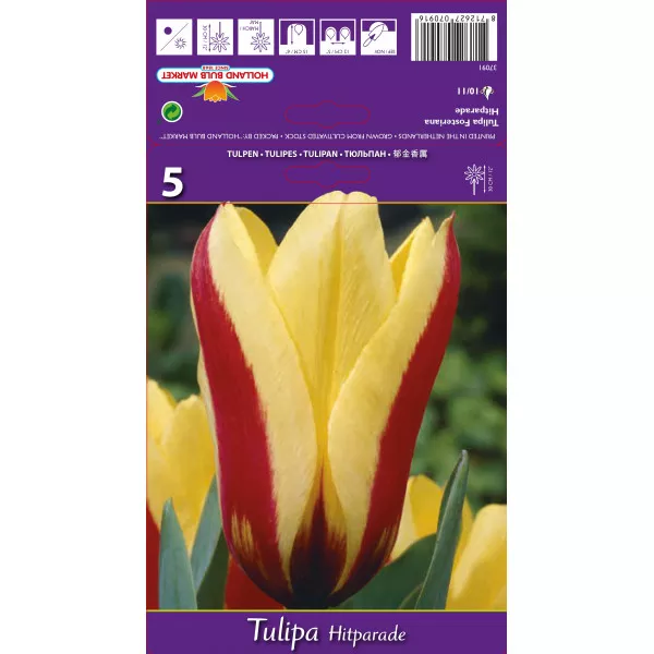 Fosteriana tulipán Hitparade