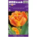 Teltvirágú tulipán Monte Flame