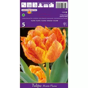 Teltvirágú tulipán Monte Flame