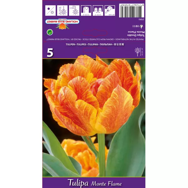 Teltvirágú tulipán Monte Flame