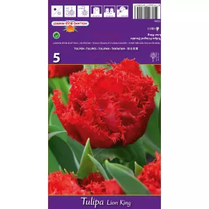 Rojtos tulipán Lion King