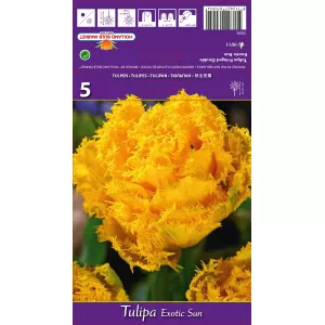 Rojtos tulipán Exotic Sun
