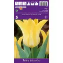 Liliomvirágú tulipán Ballade Gold