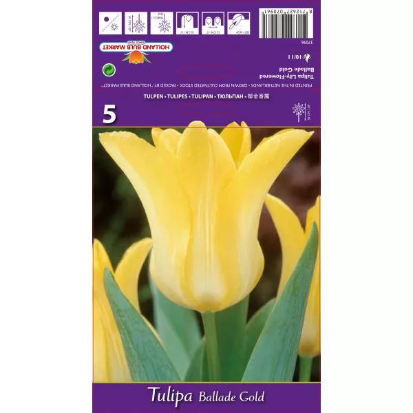 Liliomvirágú tulipán Ballade Gold