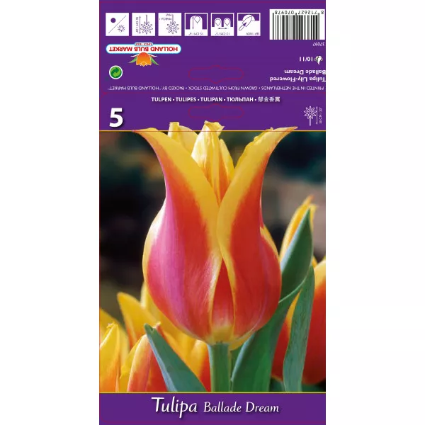 Liliomvirágú tulipán Ballade Dream