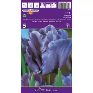Papagáj tulipán Blue Parrot
