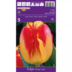 Darwin tulipán Banja Luka