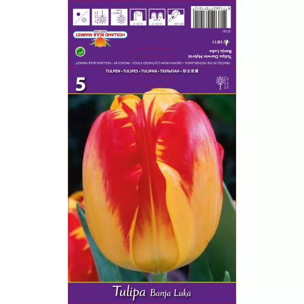 Darwin tulipán Banja Luka