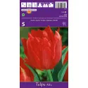 Teltvirágú tulipán Abba