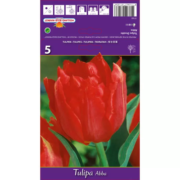 Teltvirágú tulipán Abba